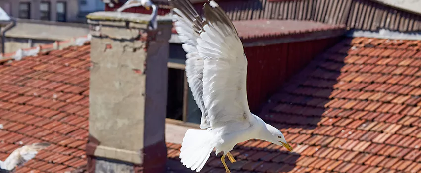 Residential Chimney Animal Removal Solution in Lemoore, CA